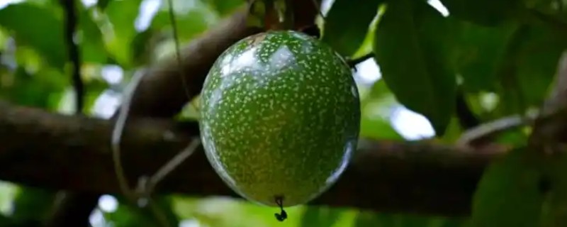 西番莲如何种植,基肥施用应与开穴种植结合进行