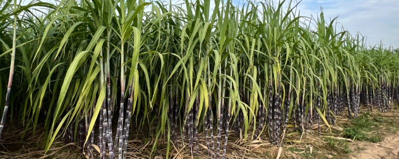 甘蔗的种植技术，行距要求在90-100公分