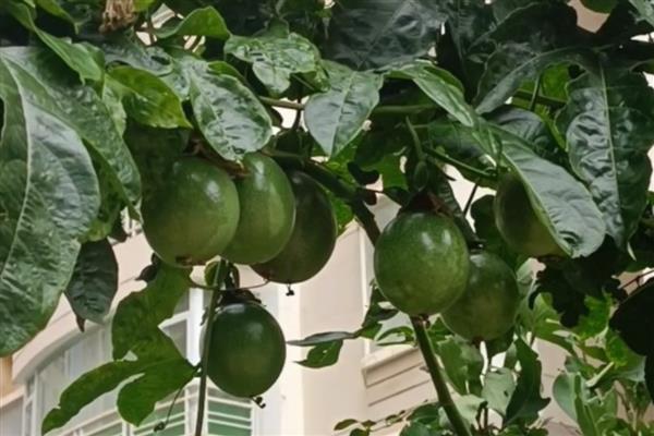 西番莲如何种植,基肥施用应与开穴种植结合进行