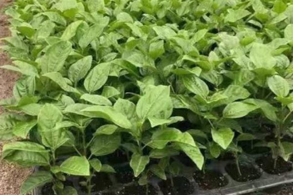 西番莲如何种植,基肥施用应与开穴种植结合进行