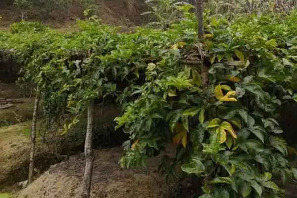 西番莲如何种植,基肥施用应与开穴种植结合进行