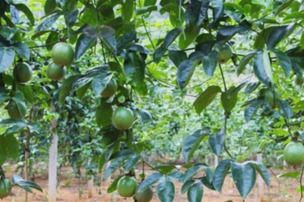 西番莲如何种植,基肥施用应与开穴种植结合进行