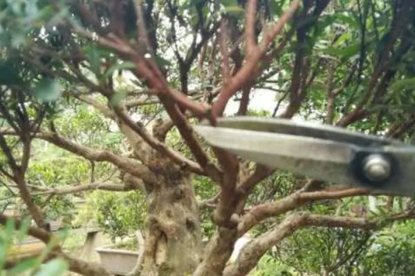 赤楠盆景的修剪方法，3-8月份均可进行