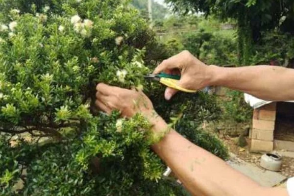 赤楠盆景的修剪方法，3-8月份均可进行