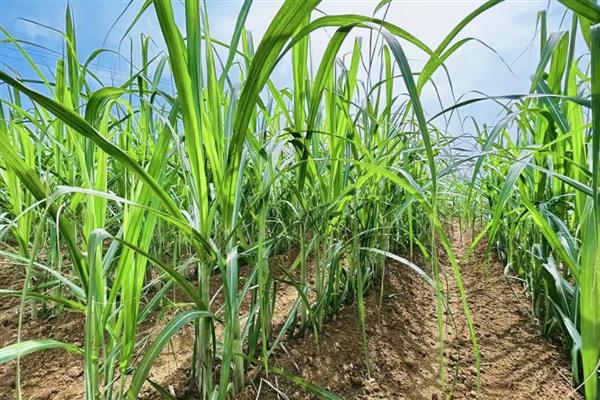 甘蔗的种植技术，行距要求在90-100公分