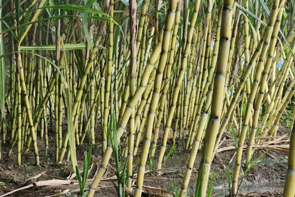 甘蔗的种植技术，行距要求在90-100公分