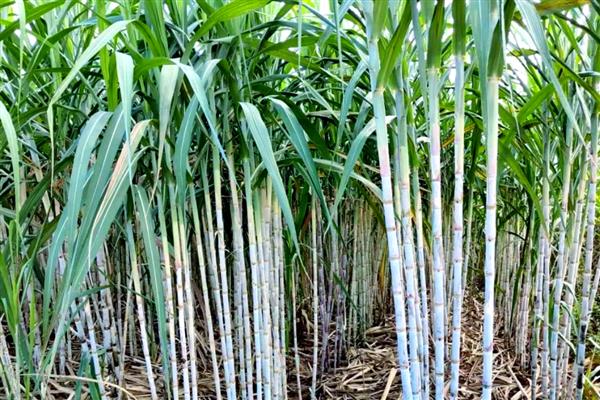 甘蔗的种植技术，行距要求在90-100公分