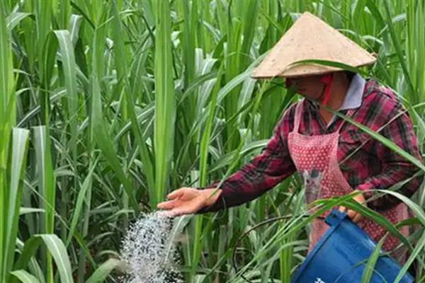 甘蔗的种植技术，行距要求在90-100公分