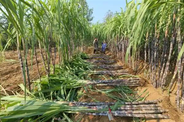 甘蔗的种植技术，行距要求在90-100公分