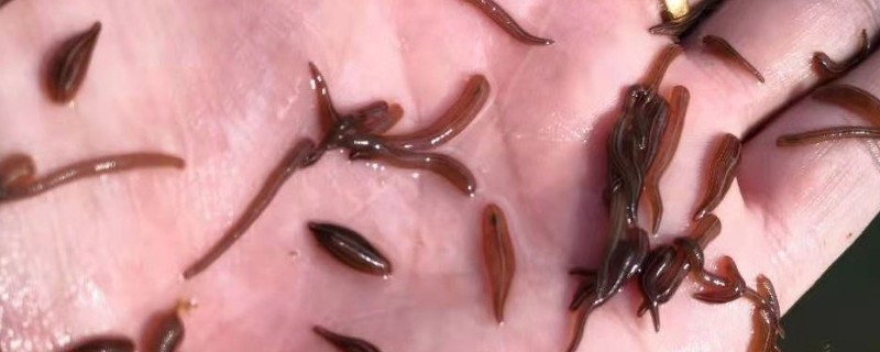 水蛭苗在哪里买，可以在当地的养殖基地购买