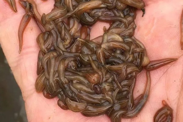 水蛭苗在哪里买,可以在当地的养殖基地购买