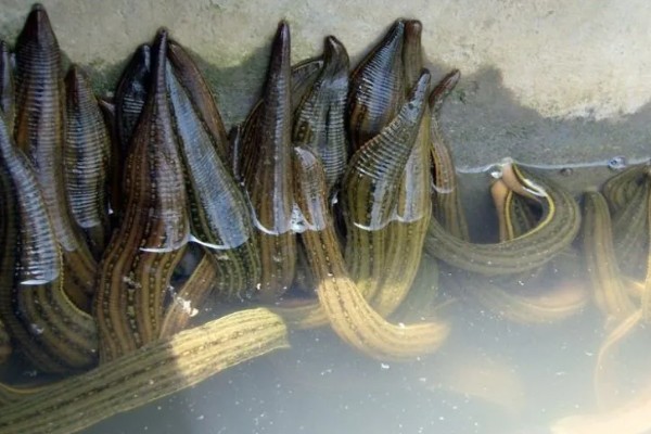 水蛭苗在哪里买,可以在当地的养殖基地购买