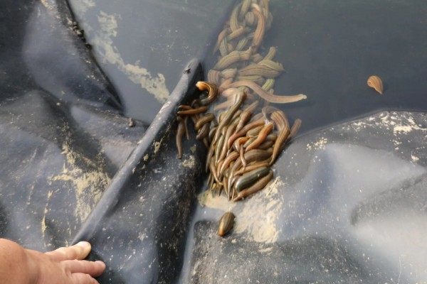 水蛭苗在哪里买,可以在当地的养殖基地购买