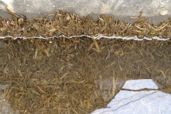 水蛭苗在哪里买,可以在当地的养殖基地购买