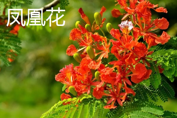 象征涅槃重生的花有哪些，有风信子、雪片莲等