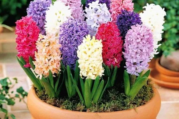 象征涅槃重生的花有哪些，有风信子、雪片莲等