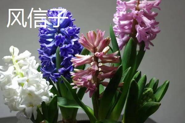 象征涅槃重生的花有哪些，有风信子、雪片莲等