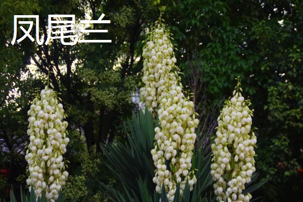 象征涅槃重生的花有哪些，有风信子、雪片莲等