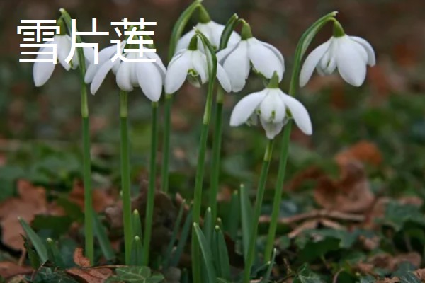 象征涅槃重生的花有哪些，有风信子、雪片莲等