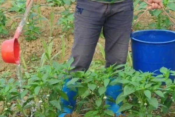 尖椒施肥用哪种肥料，可使用氮磷钾肥