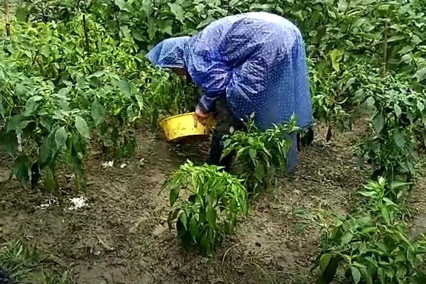 尖椒施肥用哪种肥料，可使用氮磷钾肥