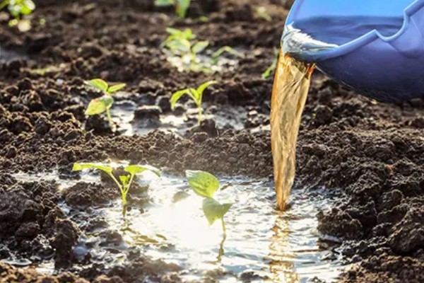 尖椒施肥用哪种肥料，可使用氮磷钾肥