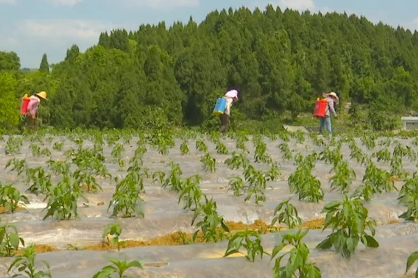 尖椒施肥用哪种肥料，可使用氮磷钾肥