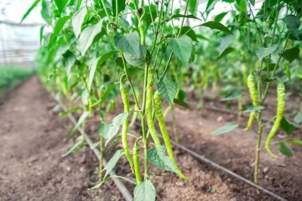 尖椒施肥用哪种肥料，可使用氮磷钾肥