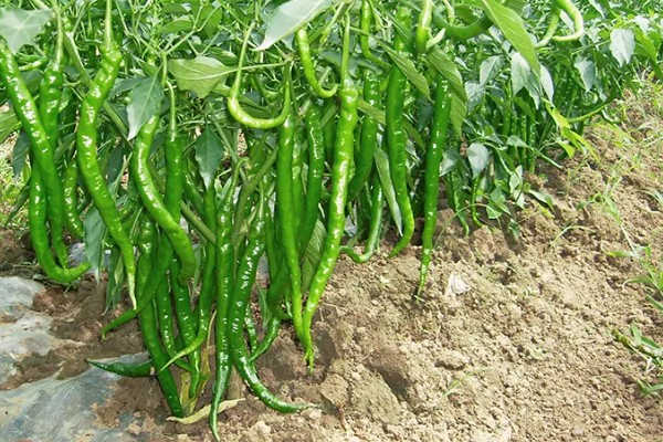 尖椒施肥用哪种肥料，可使用氮磷钾肥