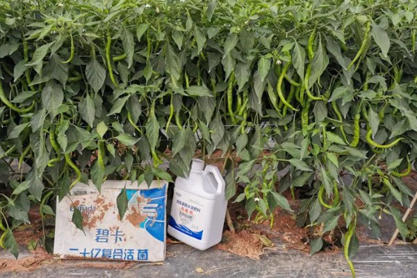 尖椒施肥用哪种肥料，可使用氮磷钾肥