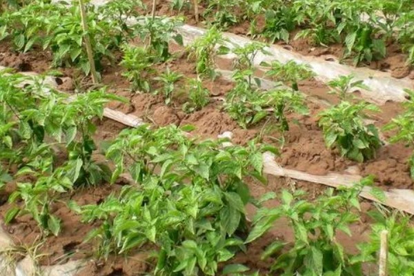 尖椒施肥用哪种肥料，可使用氮磷钾肥