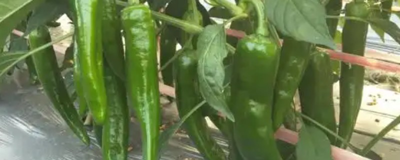 尖椒施肥用哪种肥料，可使用氮磷钾肥