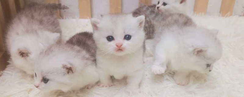 南方的猫咪如何过冬，要给其准备一个温暖的过冬窝