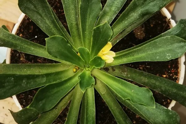 露薇花如何养殖，土壤一般要选择酸性土壤