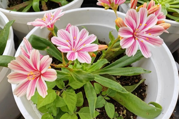 露薇花如何养殖，土壤一般要选择酸性土壤