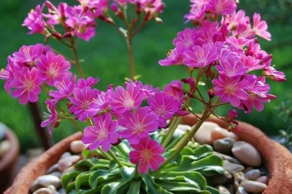 露薇花如何养殖，土壤一般要选择酸性土壤
