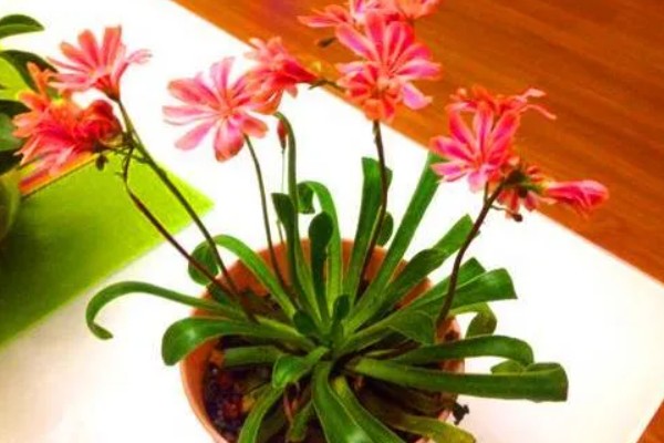 露薇花如何养殖，土壤一般要选择酸性土壤