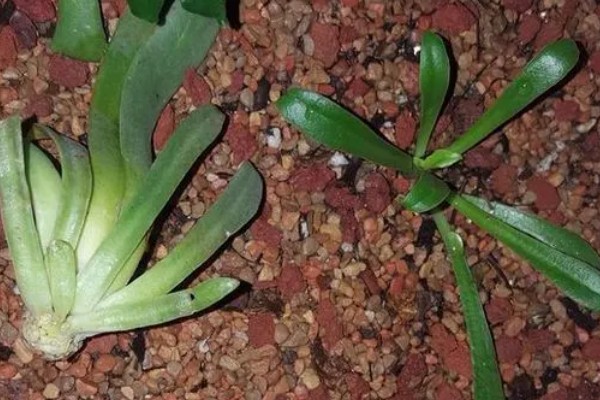 露薇花如何养殖，土壤一般要选择酸性土壤