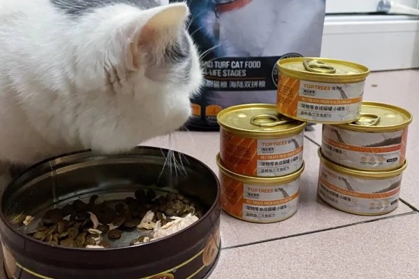 南方的猫咪如何过冬，要给其准备一个温暖的过冬窝