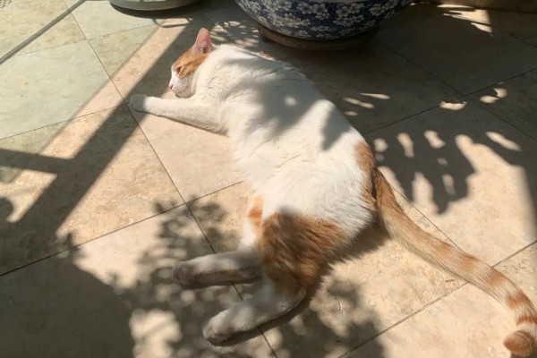 南方的猫咪如何过冬，要给其准备一个温暖的过冬窝