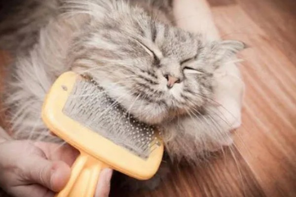 南方的猫咪如何过冬，要给其准备一个温暖的过冬窝