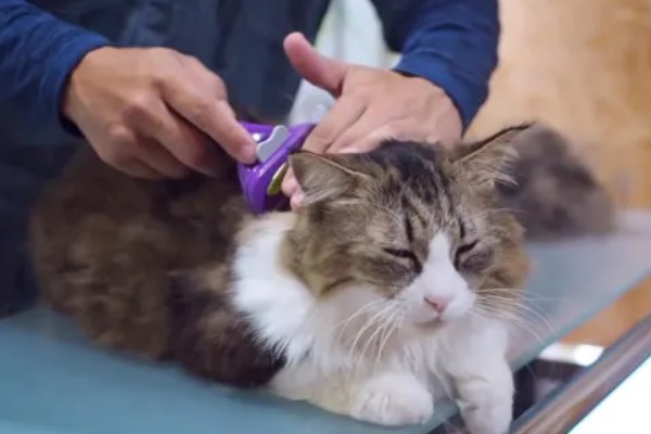南方的猫咪如何过冬，要给其准备一个温暖的过冬窝