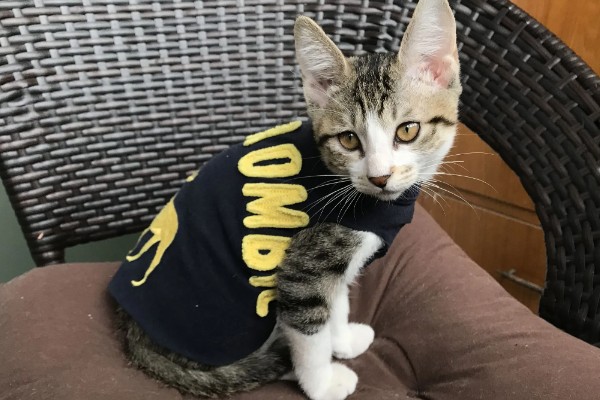 南方的猫咪如何过冬，要给其准备一个温暖的过冬窝