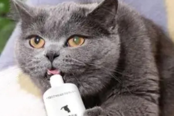 南方的猫咪如何过冬，要给其准备一个温暖的过冬窝