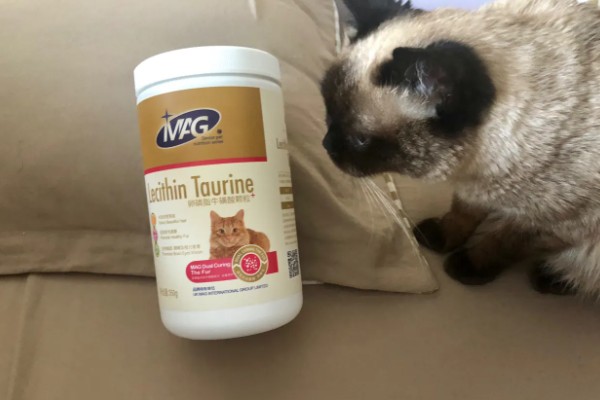 南方的猫咪如何过冬，要给其准备一个温暖的过冬窝