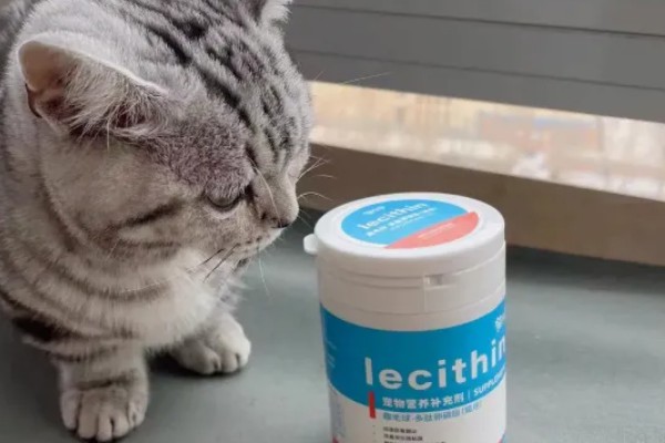 南方的猫咪如何过冬，要给其准备一个温暖的过冬窝