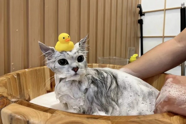 南方的猫咪如何过冬，要给其准备一个温暖的过冬窝
