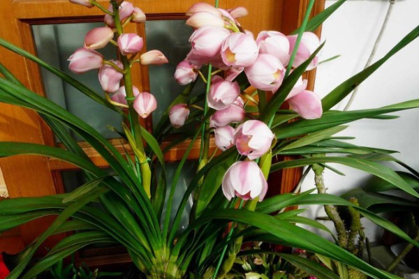 大花蕙兰冬季的养殖方法，要确保室内温度在15℃左右