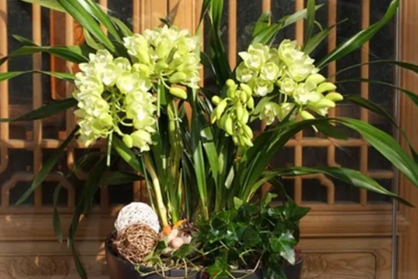 大花蕙兰冬季的养殖方法，要确保室内温度在15℃左右