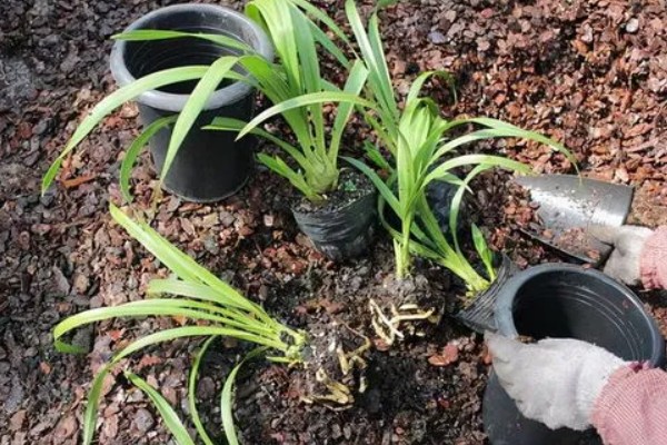 大花蕙兰冬季的养殖方法，要确保室内温度在15℃左右